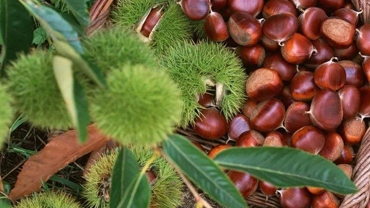 Talking about the processing technology of sweet chestnuts  food safety  quality control